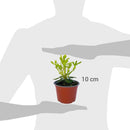 Pittosporo Tobira En 15 cm Natural CT14