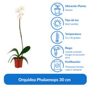 Orquidea Phalaenops 30 cm Natural CT13.