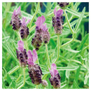 Lavanda Francesa 30 cm Natural CT14