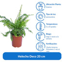 Helecho Deco 20 cm Natural CT14