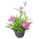 Clavelina 10 cm Natural CT10