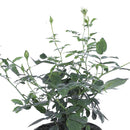 Arbusto Rosa Floribunda Natural