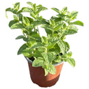 Menta 10 cm Natural CT12