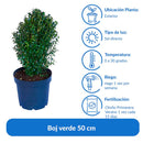 Arbusto Boj Verde Natural