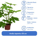 Aralia Japonica 50 cm Natural CT21