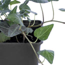 Hiedra 10 cm Natural CT11