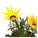 Gazania 15 cm Natural CT10