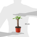 Yuca 25 cm Natural CT14