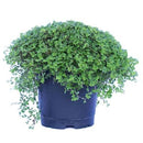Musgo Bola 10 cm Natural CT13