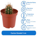 Cactus Variedad Grande 5 cm Natural CT10