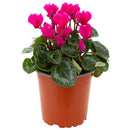 Planta Cyclamen mini 10 cm Natural CT13