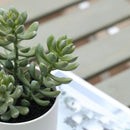 Suculenta Artificial 20 cm Verde