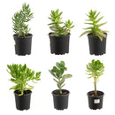 Suculenta Variedad 5 cm Natural CT10