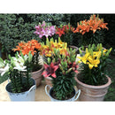 Lilium x 3 Bulbos 40 cm Natural CT15