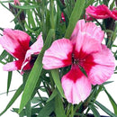 Clavelina Corona 15 cm Natural CT13
