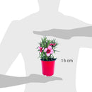 Clavelina Corona 15 cm Natural CT13