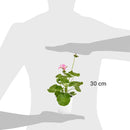 Geranio 30 cm Natural CT15