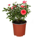 Arbusto Rosa Hybrida Natural.