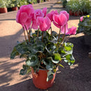 Planta Cyclamen 25 cm Natural CT15