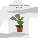 Ficus Lyrata 20 cm Natural CT15
