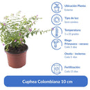Cuphea Colombiana 10 cm Natural CT12.5