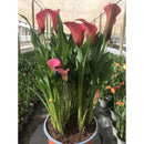Cala x 3 30 cm Natural CT19