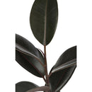 Gomero Variedades 30 cm Natural CT17