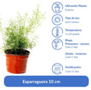 Planta Esparraguera Natural 10 cm