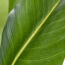 Planta Artificial Banano 90 cm Verde