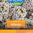 Semilla de flor alisum 1 gr Sachet