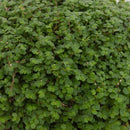Musgo Bola 10 cm Natural CT13