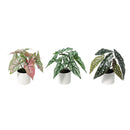 Planta Artificial 25 cm Verde; Blamco