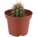 Cactus Variedad Grande 5 cm Natural CT10