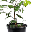Ficus Benja Exotica 40 cm Natural CT17