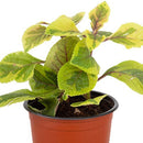 Dolar Variegado 10 cm Natural CT12