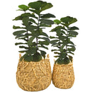 Canasto Decorativo Jacinto Agua 36X36 Cm Hogar Interior