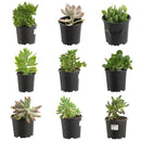 Suculenta Variedad 5 cm Natural CT10