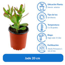 Jade 20 cm Natural CT13