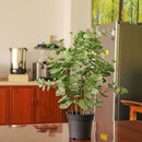Planta Artificial Eucaliptus 59 cm Verde