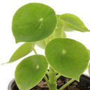 Peperomia Cuchara 10 cm Natural CT14