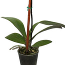 Orquidea Phalaenopsis Mini 30 cm Natural CT6