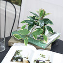 Planta Artificial Hoya 50 cm Verde