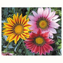 Gazania 15 cm Natural CT10
