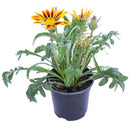 Gazania 15 cm Natural CT10