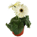 Gerbera 20 cm Natural CT15