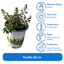 Tomillo 20 cm Natural CT12