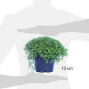 Musgo Bola 10 cm Natural CT13