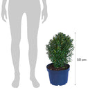 Arbusto Boj Verde Natural