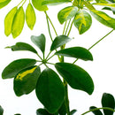 Schefflera 50 cm Natural CT17