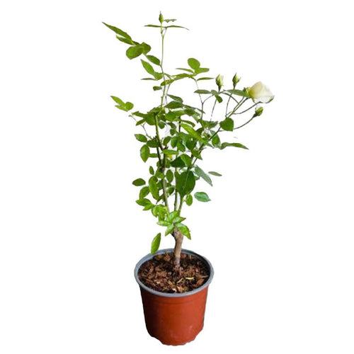 Rosa Iceberg 30 cm Natural CT17